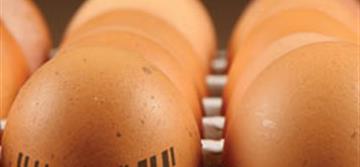 Egg Grader and Supplier Tracks Millions of Eggs with Datalogic’s PowerScan™ Readers